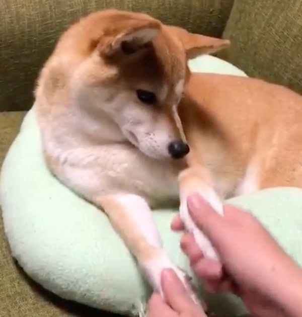 されるがままの柴犬