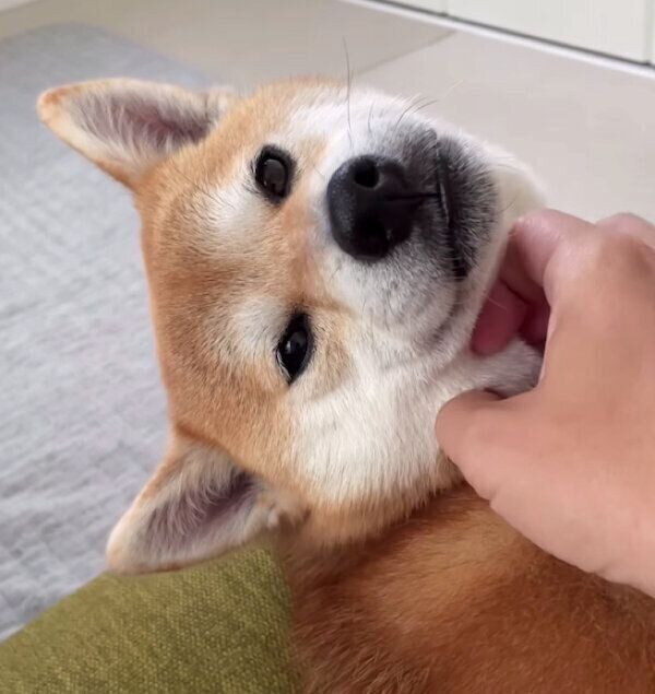 ナデナデしてもらうむぎちゃん