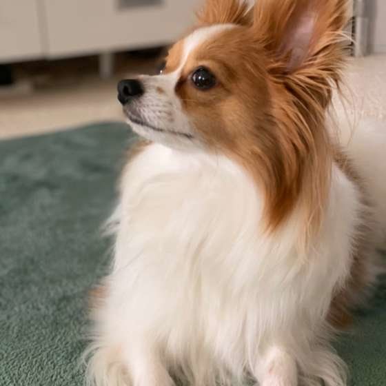 パピヨンのココくん