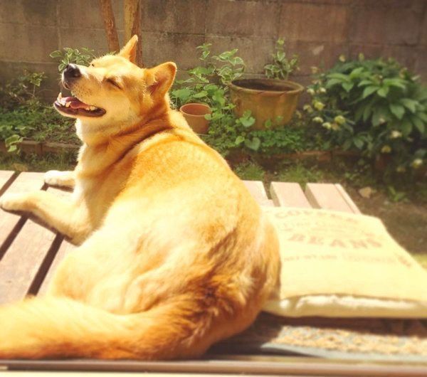 日向ぼっこする福くん