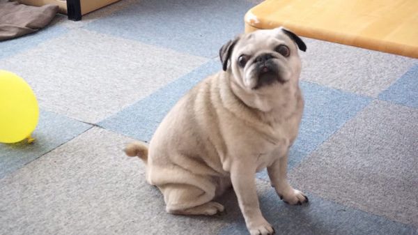 ごはんが待ちきれない