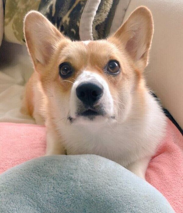 飼い主を見つめるコーギー