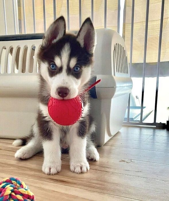 ボールをくわえる大吉くん