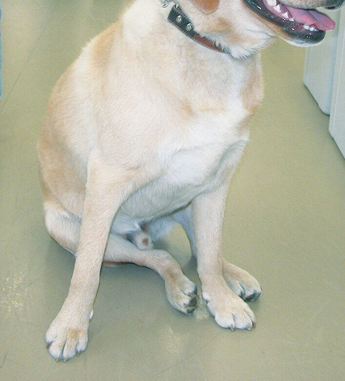 股関節形成不全の例