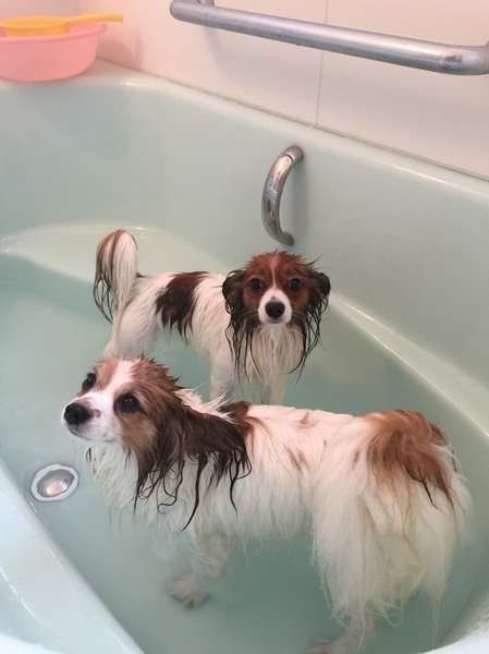 お風呂中のパピヨン