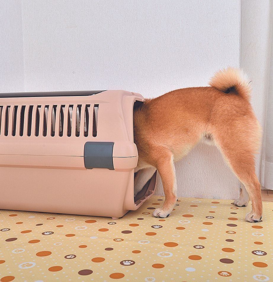 中に入ったら「イイコ」とほめる