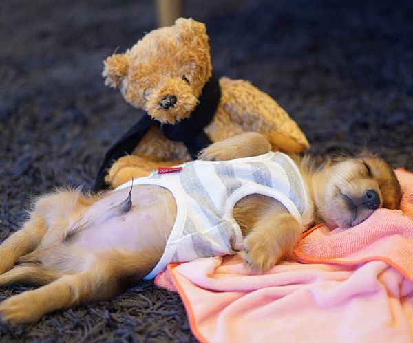 疲れて寝落ちしちゃうミニチュア・ダックスフンド