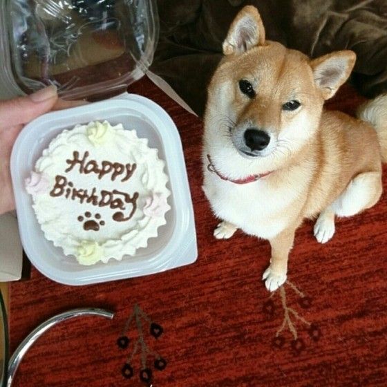 柴犬と誕生日ケーキ