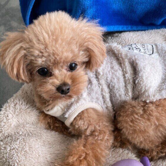 ゆったり伏せているトイ・プードル