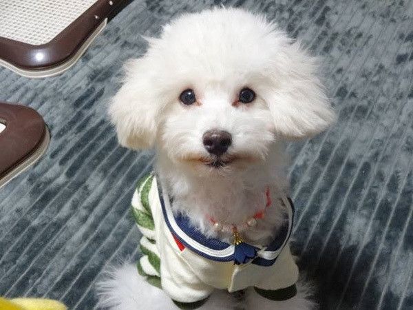 見つめるトイ・プードル