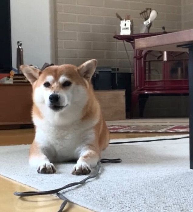 別の日、掃除機のコードを踏む茶々丸ちゃん