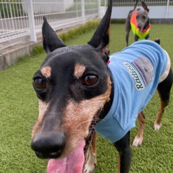 ドッグランで楽しそうに走るミニチュア・ピンシャー いぬのきもち