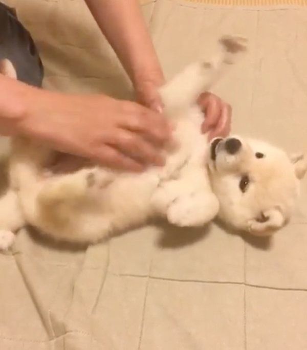 ナデナデしてもらう白柴