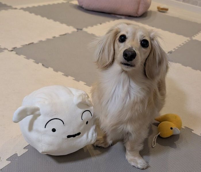 カメラを見つめるたらちゃん