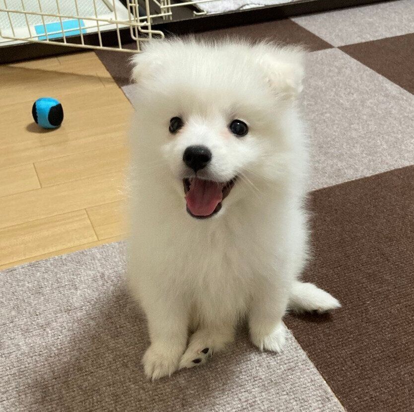 笑顔のテミーちゃん