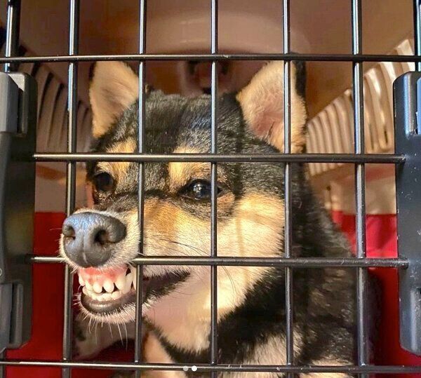 ケージに鼻を引っかけるあずきちゃん