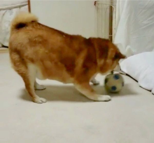 サッカーボールが大好きな柴犬