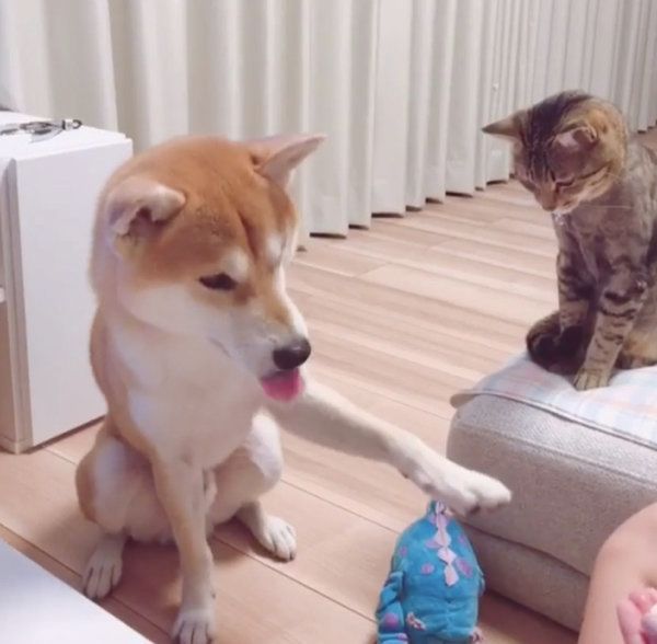 おやつがほしい柴犬