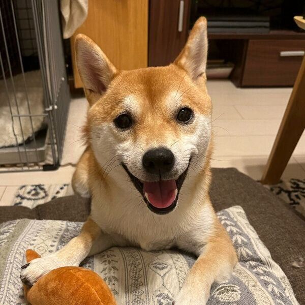 笑顔のきなこちゃん