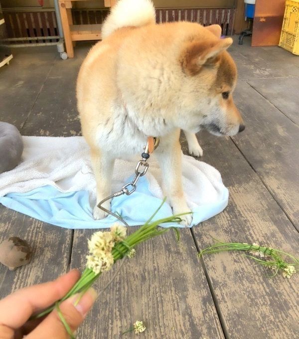 花かんむりを破壊するそらくん