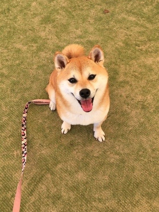 にっこりする犬