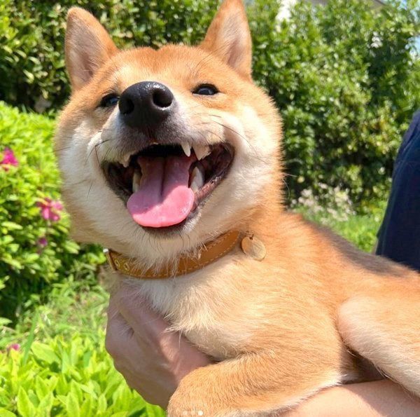 笑顔のうにくん