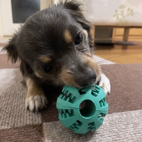 知育おもちゃで遊ぶワンちゃん