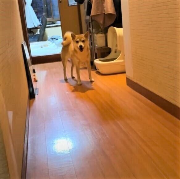 廊下にいる柴犬