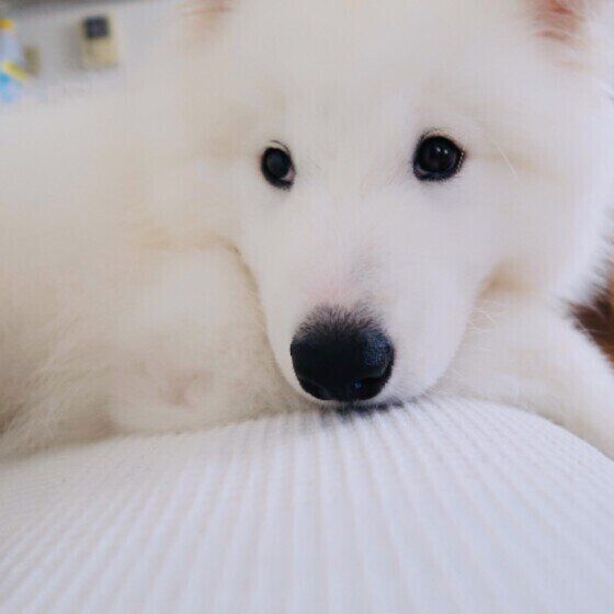 鼻と目が真っ黒な純白のサモエド、顔アップ