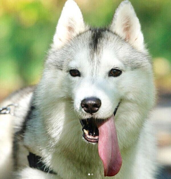 舌を出すいろはちゃん