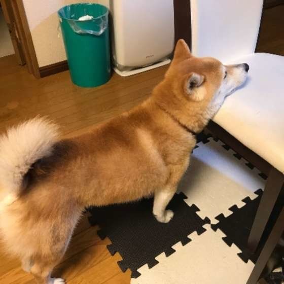 コタローちゃん