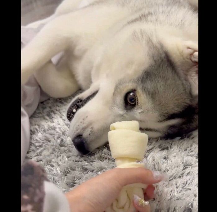 飼い主さんにガムを渡すも未練がありそうなロゼくん