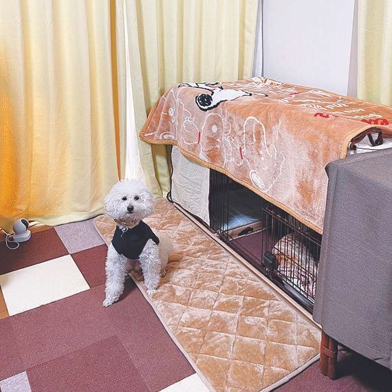 冬は毛布をさらにオン