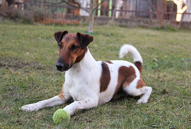 スムース フォックス テリアの特徴と性格 飼い方 価格相場など 犬図鑑 いぬのきもちweb Magazine