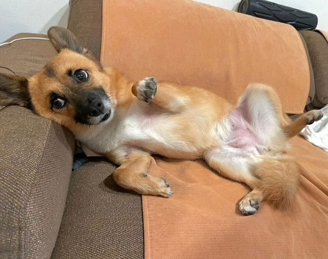 なでてほしそうに見つめるくまちゃん。