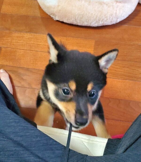 ズボンの紐を引っ張るさくらちゃん