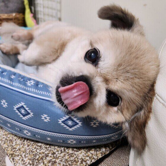 犬の食べ方でわかる？ 犬がごはんをおいしく食べていないときの行動と対処法 いぬのきもち