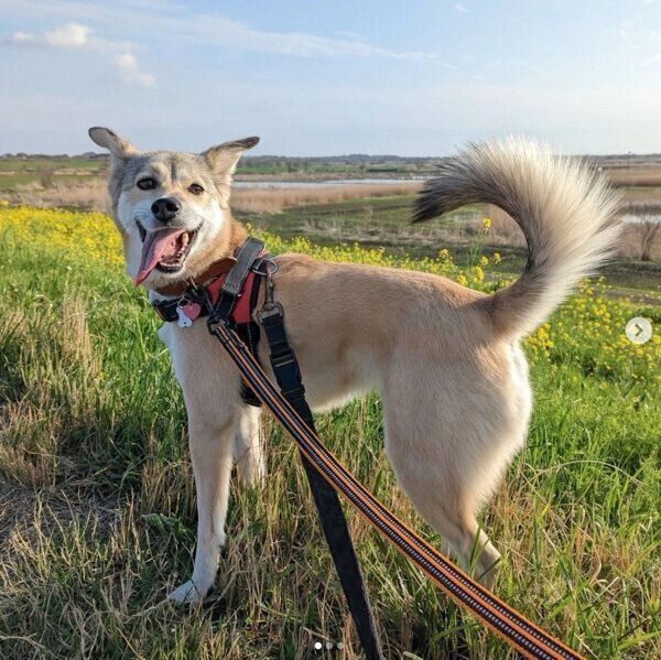 お散歩を楽しむめるちゃん