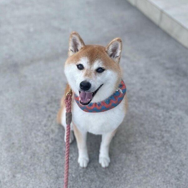暑そうな姿が笑って見えるまるこちゃん