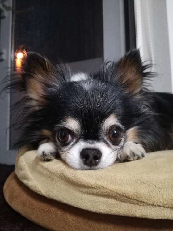 窓辺に寝そべるチワワ