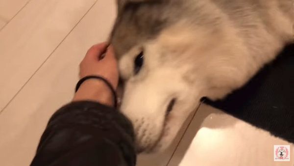 「お手」と言われて顔を差し出すシベリアン・ハスキー