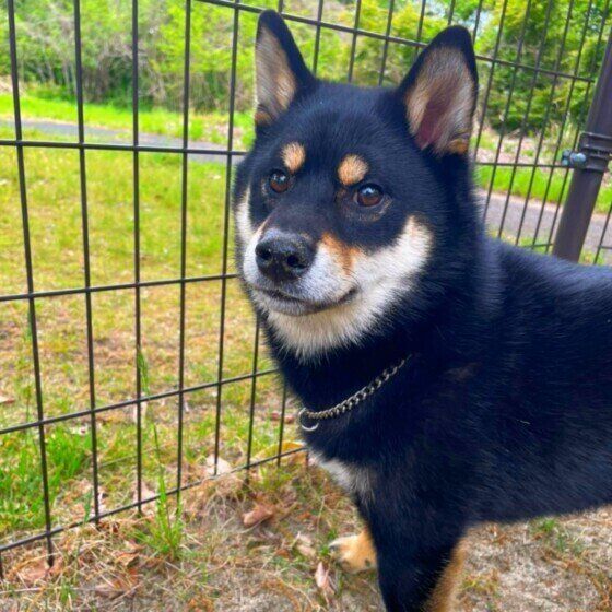 耳をピーンとしている柴犬のロクくん