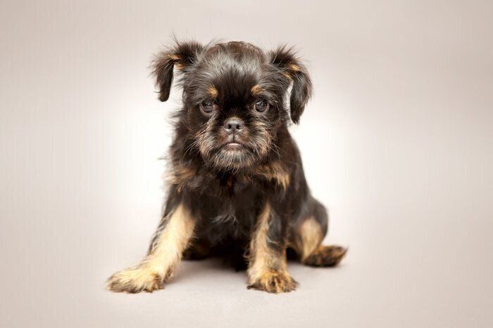 ベルジアン・グリフォン