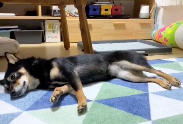 お腹を撫でられると足が上がってしまうあずきちゃん