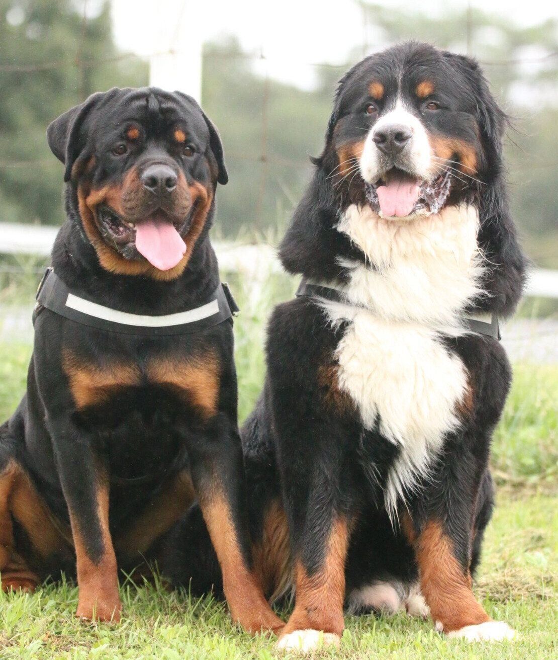 仲良しなタイカンくん、セドリックくん