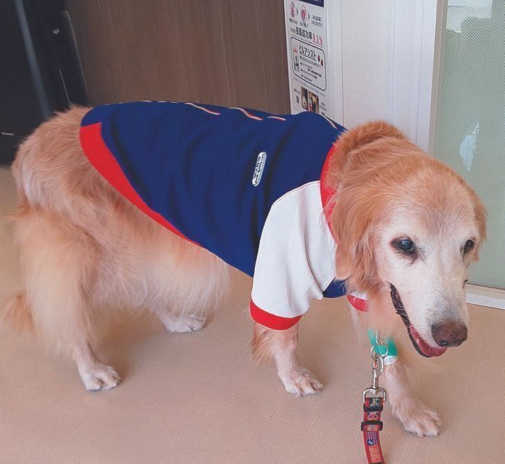 傷口はエリザベスカラーではなく、Tシャツで保護