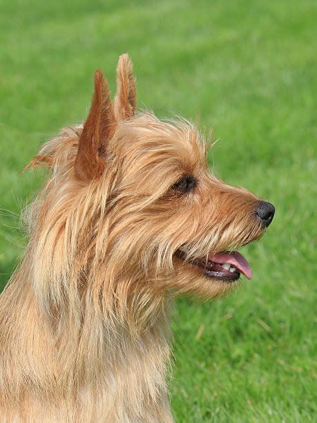 オーストラリアン・テリア