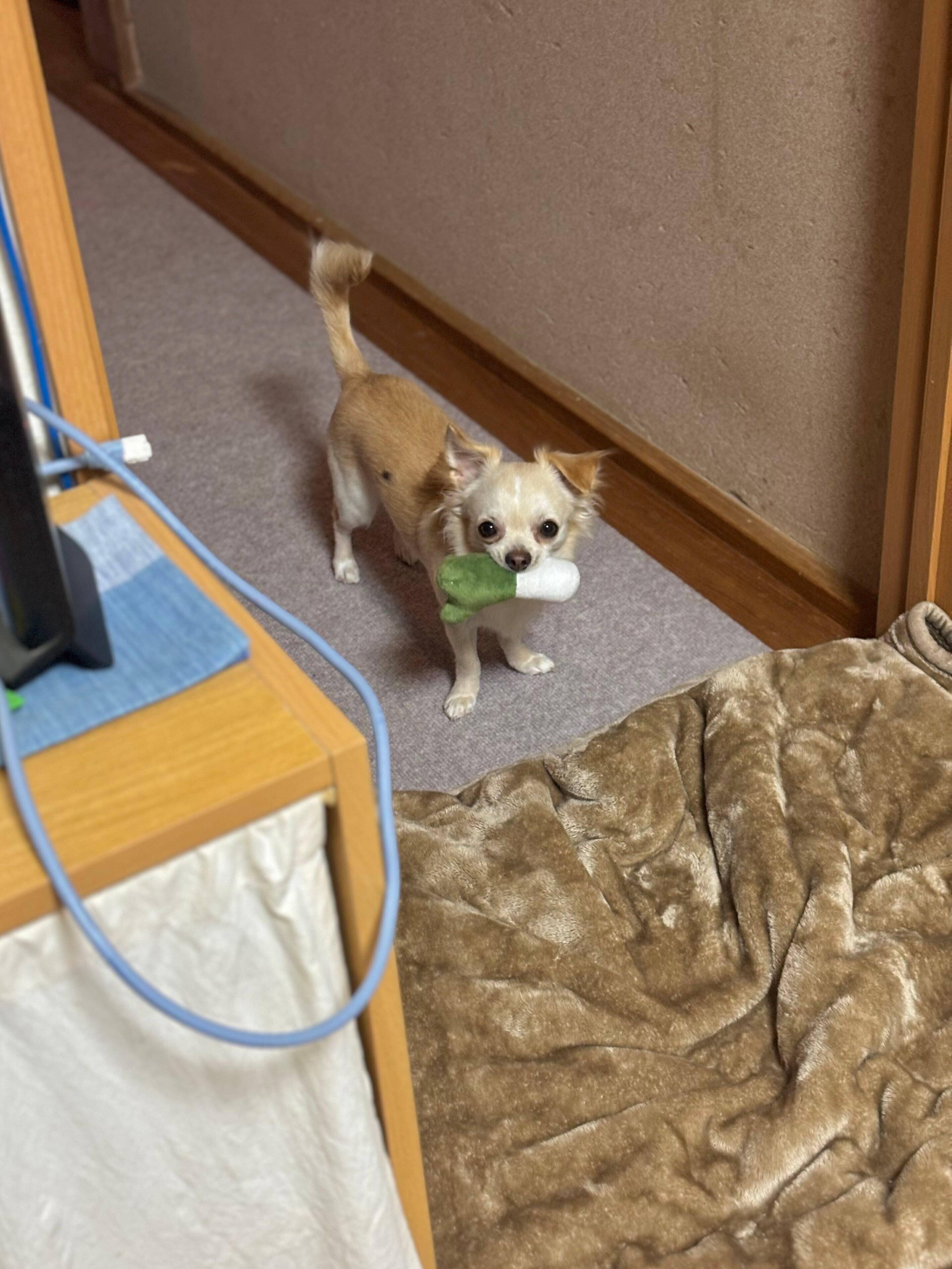 おもちゃをくわえて飼い主さんを見つめるはるくん