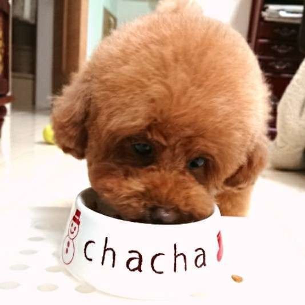 犬にメロンを与えてok 皮や種は 与えていい量と気を付けたいアレルギーも いぬのきもちweb Magazine 犬にメロンを与えてok 皮や種は 与えていい量と気を付けたいアレルギーも いぬのきもちweb Magazine