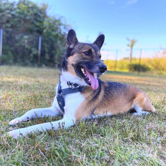 ドッグランを楽しむウニくん